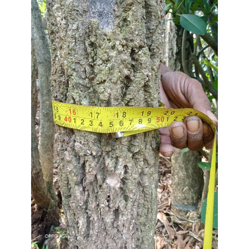 pohon tabebuya besar 5 meter lingkar batang 45cm