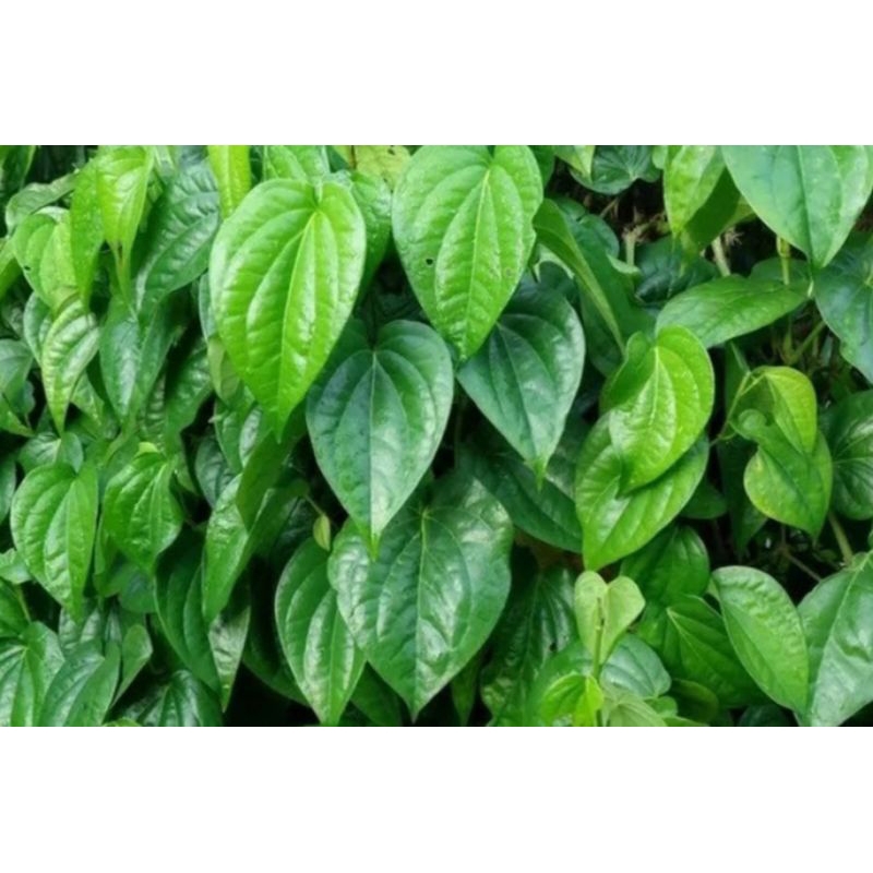 

10 Biji Daun Siri Hijau Herbal