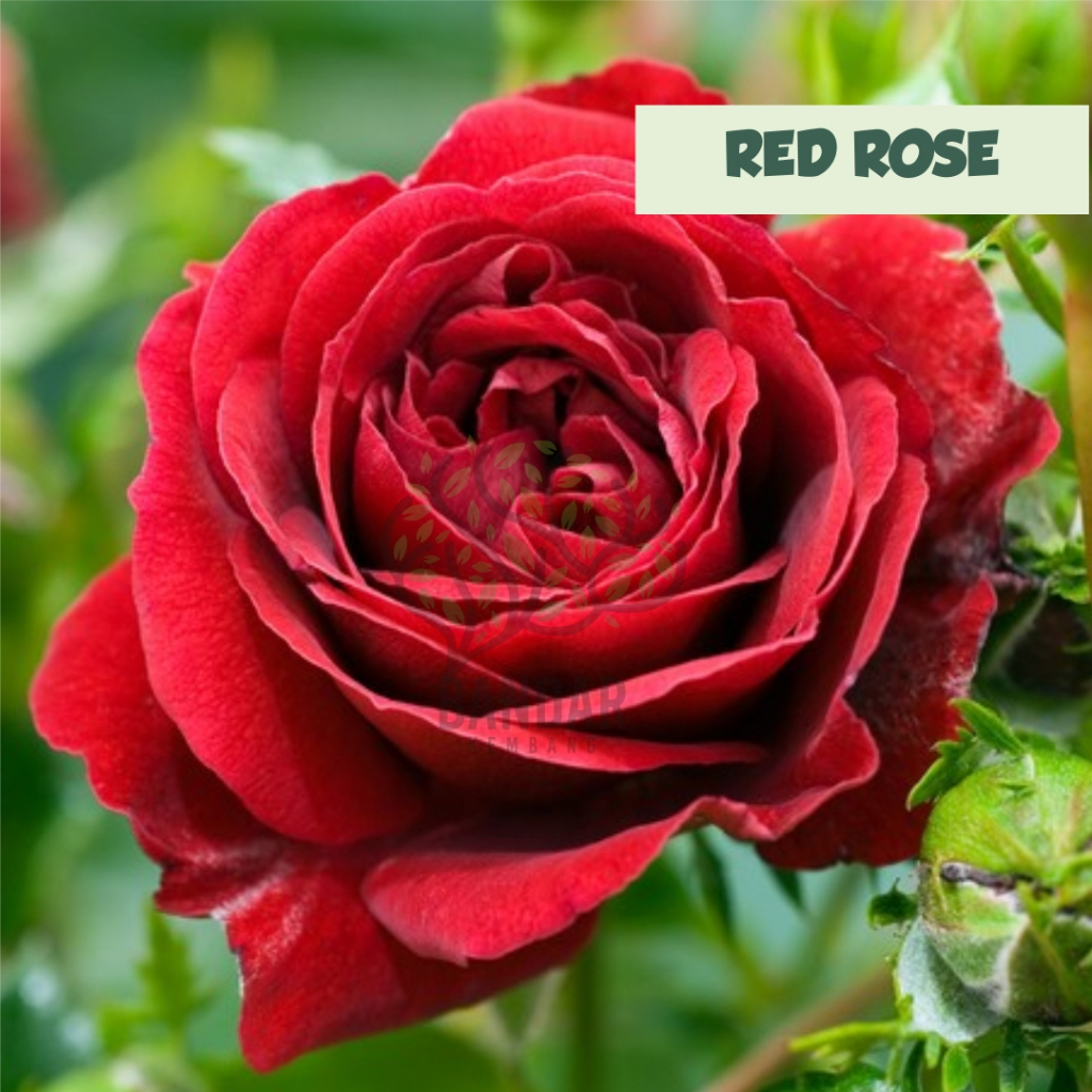 Bunga Hias Mawar hidup Holland Red Rose Tanaman Berbunga