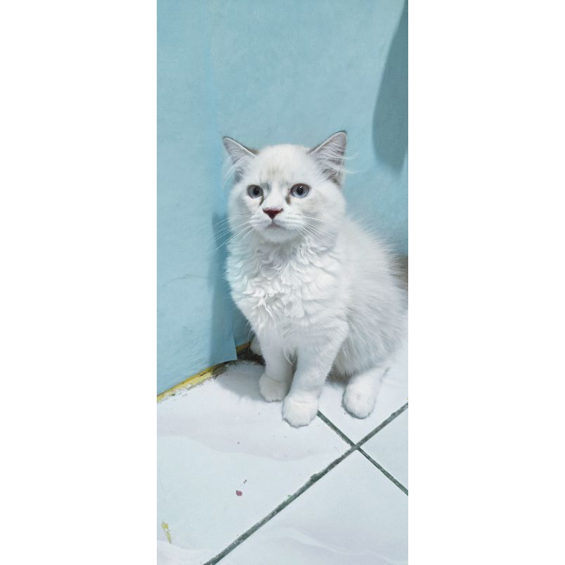 kitten anabul ragdoll mix persia putih alur coklat jantan