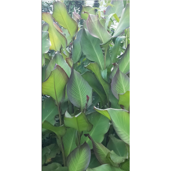 Daun Ganyong Segar Alami