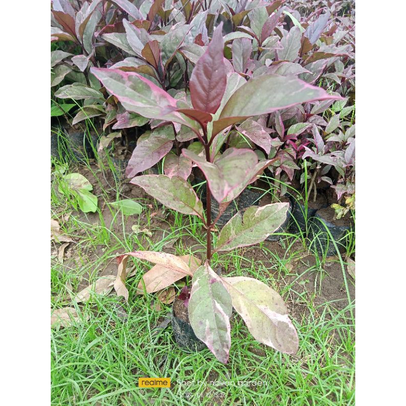 bibit daun ungu | daun varigata | tanaman herbal daun ungu