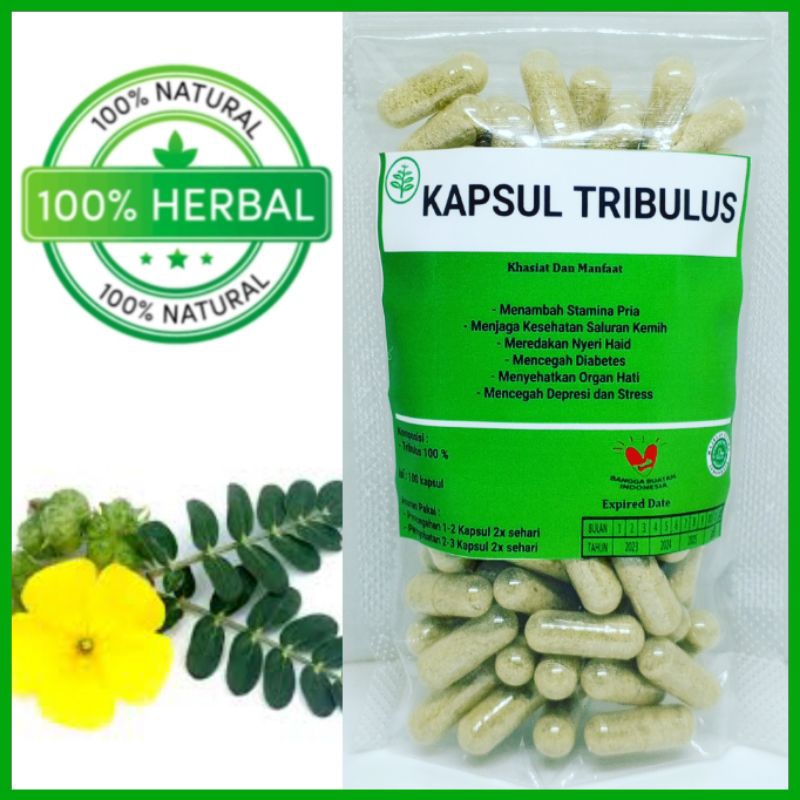 kapsul tribulus isi 100