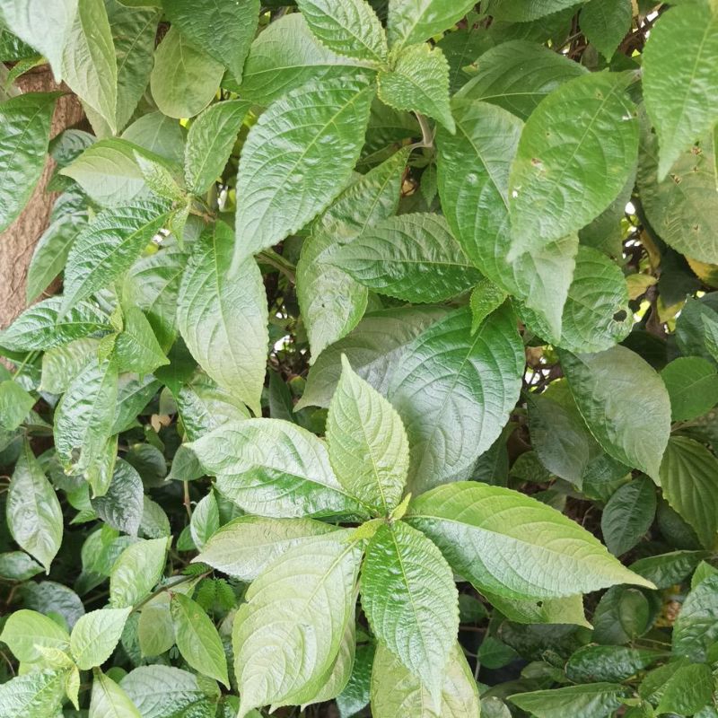 

Daun Keci Beling 100 gram