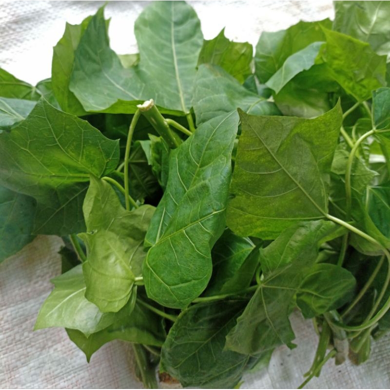 

Daun Pepaya Jepang Segar / Lalapan Daun Chaya