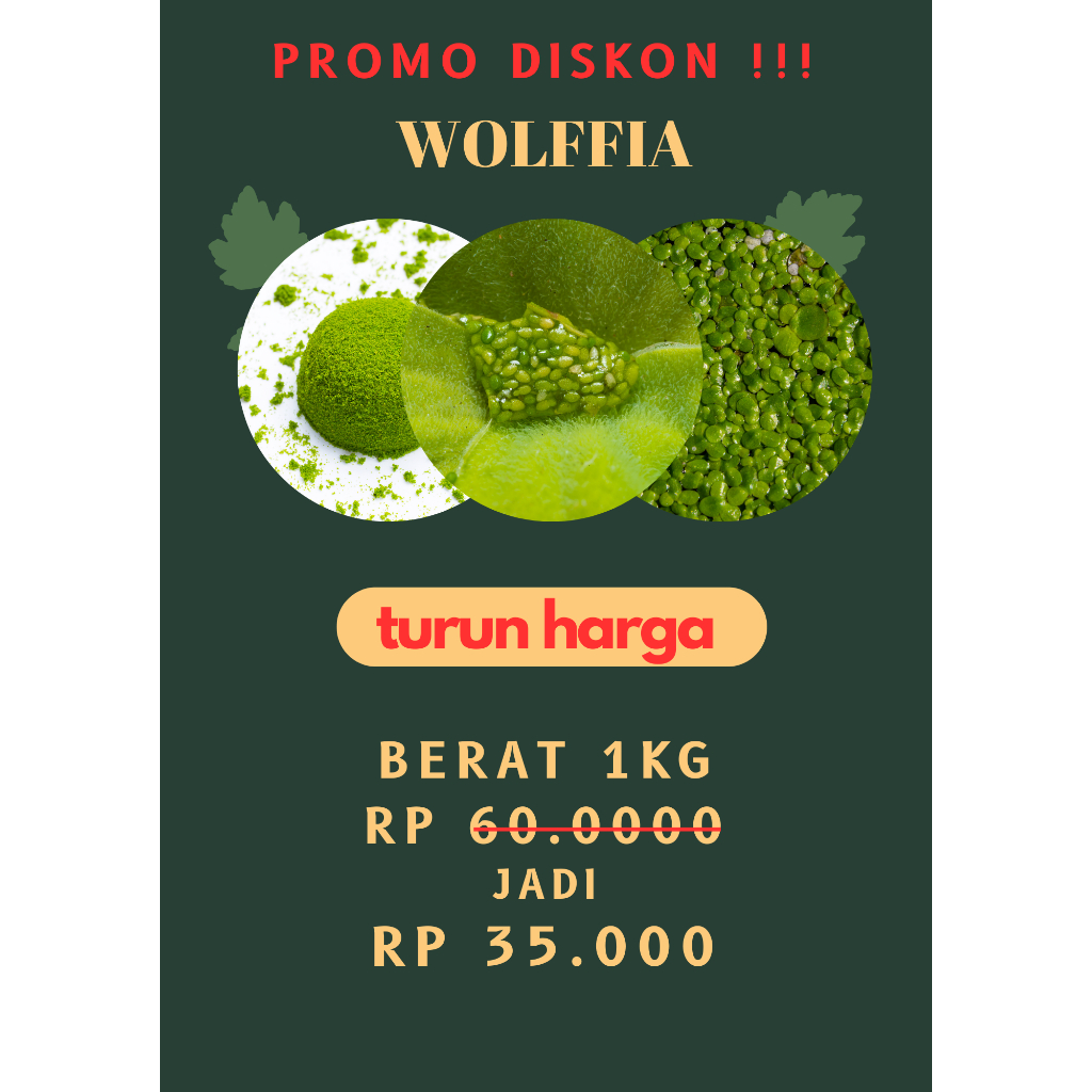 WOLFFIA turun harga diskon besar 1Kg pakan ikan dan ayam