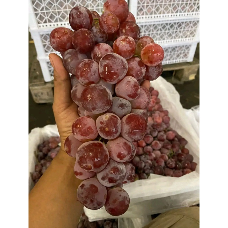 

buah anggur red