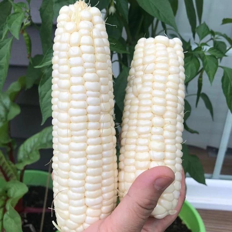 30 benih Jagung pulut putih ARUMBA