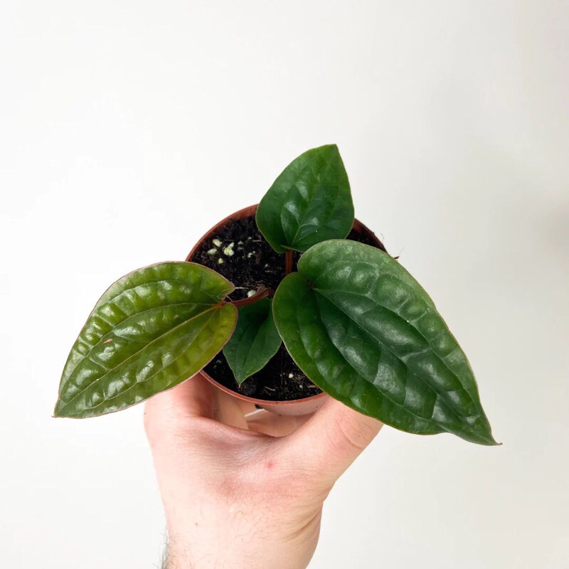 Anthurium Radicans x Luxurians