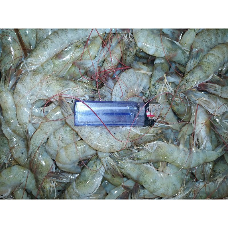 

Udang Vaname Besar Super Fresh Segar New Murah Pol 1kg