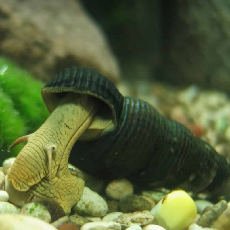 Rabbit Snail Keong Sulawesi Poso