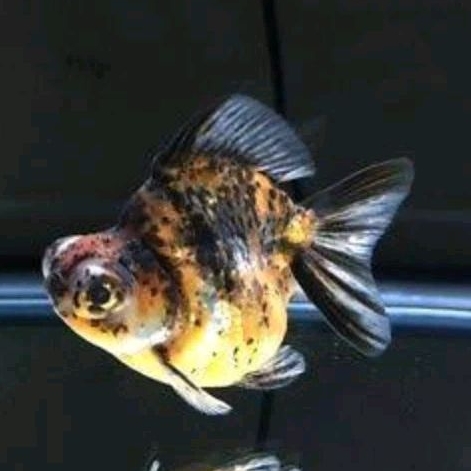 Pakan koki rare item demekin telescope | kebutuhan aquarium