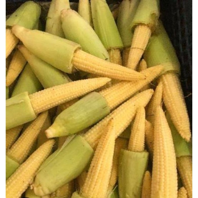 

jagung muda