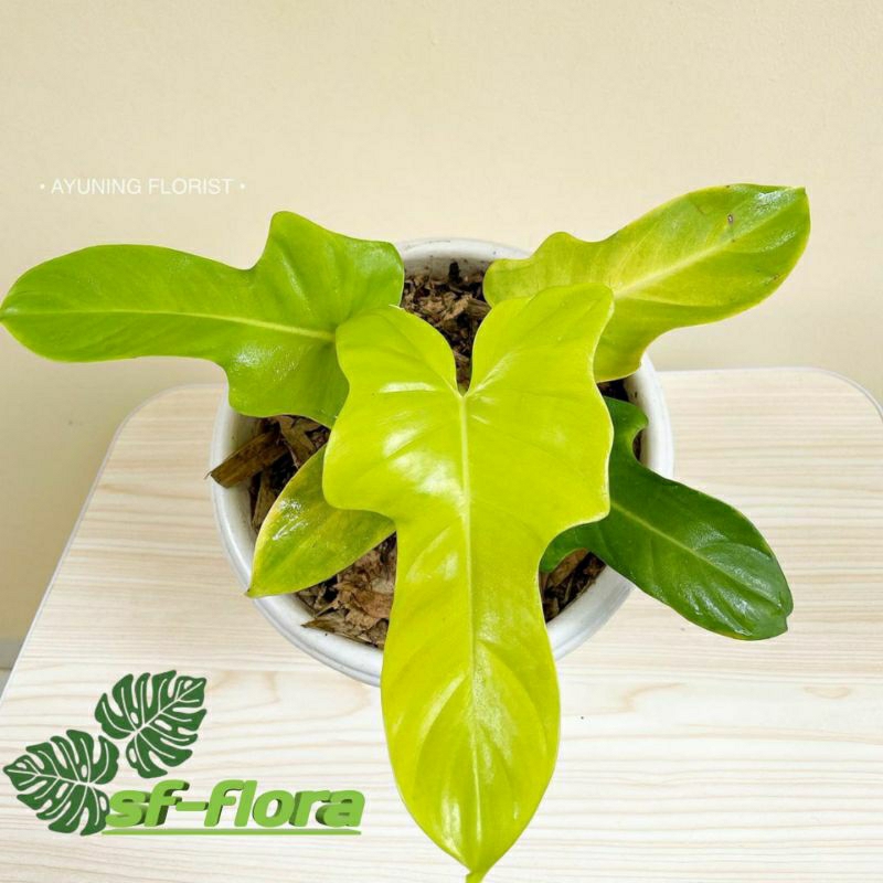 Tanaman Hias Philodendron violin golden - philodendron violin golden
