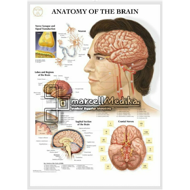 CHART ANATOMY TUBUH / POSTER ANATOMI TUBUH MANUSIA / POSTER MEDIS