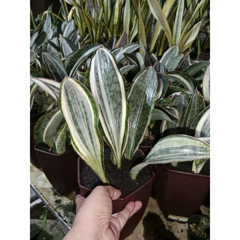 sansevieria masoniana varigata putih