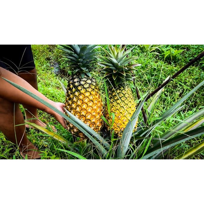 BIBIT TANAMAN BUAH NANAS BAGONG// NANAS JUMBO