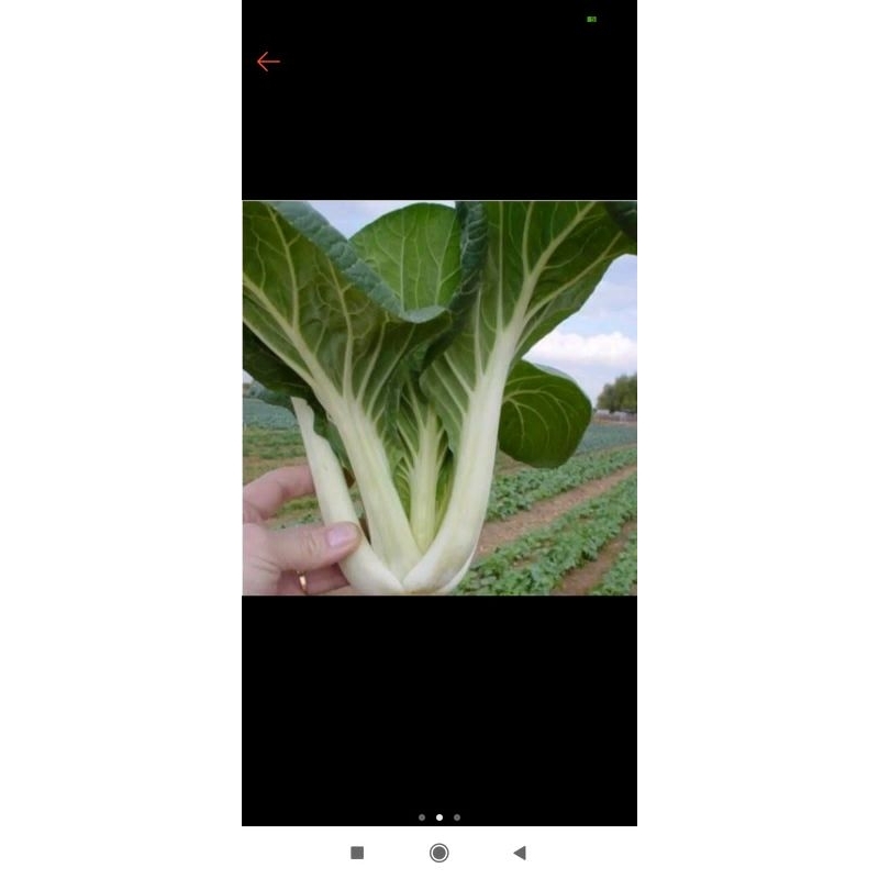 

sawi hijau fresh premium 1/2.kg