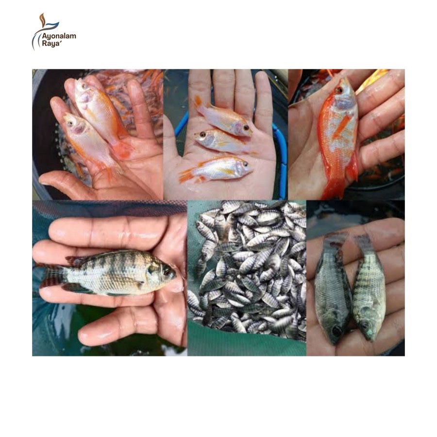 Bibit Ikan Nila Merah Bangkok Hitam Kekar Monosex Jumbo Super Terdekat