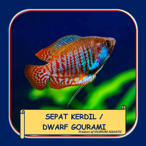 IKAN HIAS AIR TAWAR - SEPAT KERDIL / SEPAT RALIS / DWARF GOURAMI (±4cm)