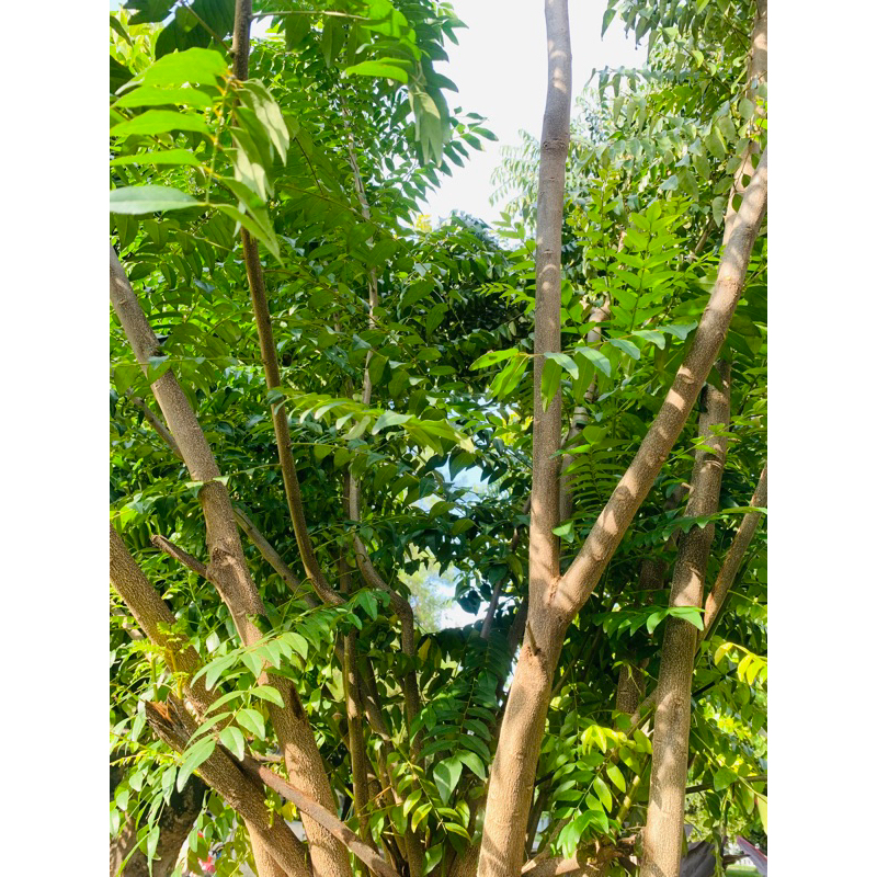 

Daun Kari / Daun Teumurui 20 gr