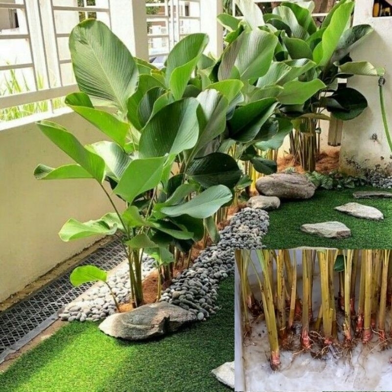 Tanaman hias calathea pisang lutea AKAR , BADUL, BATANG  isi 25 batang 1 kg