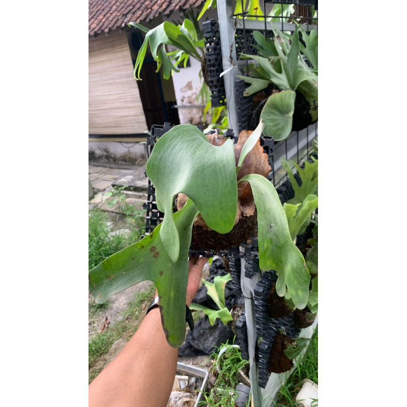 platycerium hillii panama