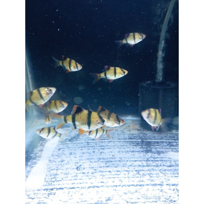 ikan sumatra  tiger/ ikan bendera