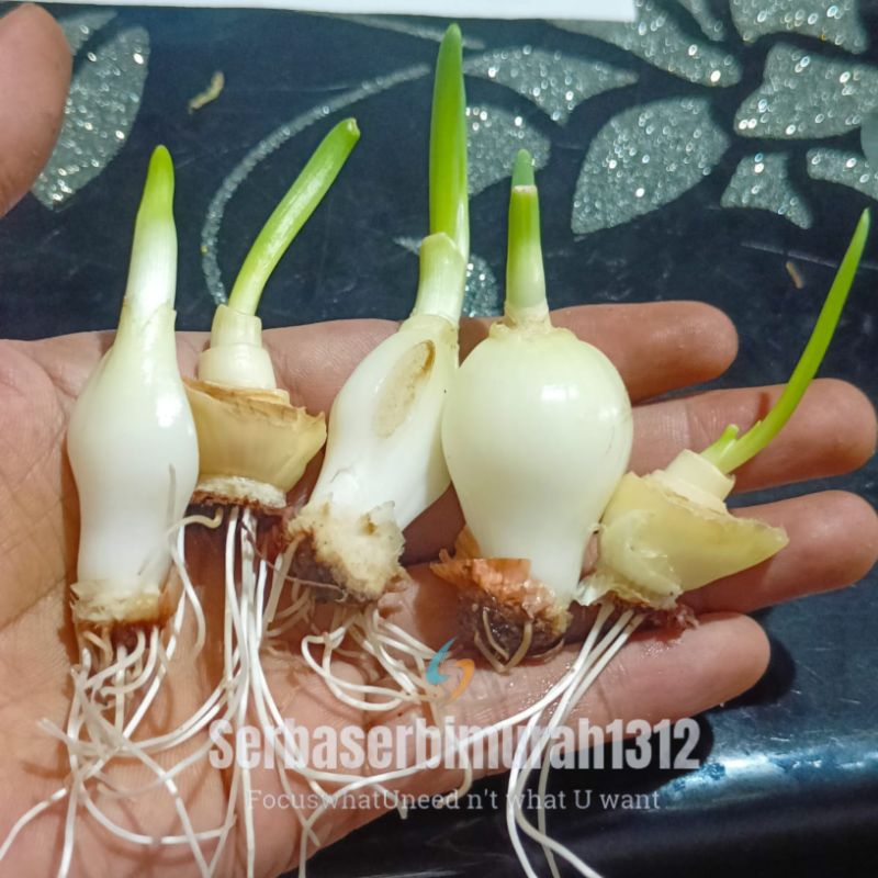 

bibit Bawang Bombay - Siap Tanam, Quality Produk. Hanya Rp. 5rb per-umbi