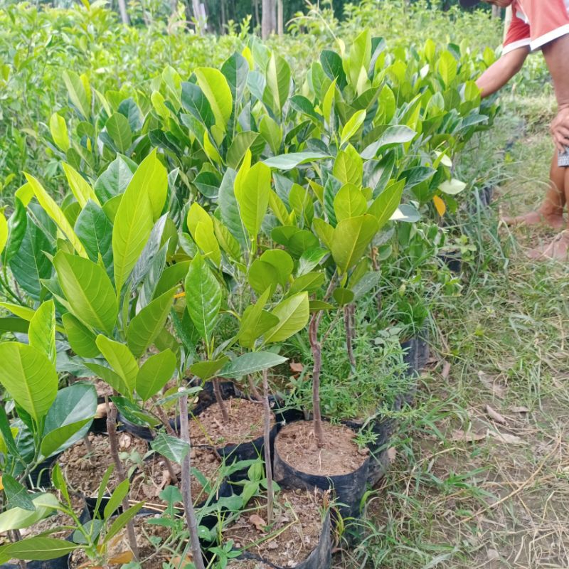 (COD)bibit nangka madu mastura/nangka mastura/nangka madu