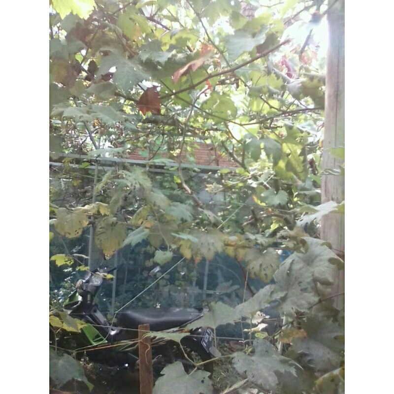 entres anggur import