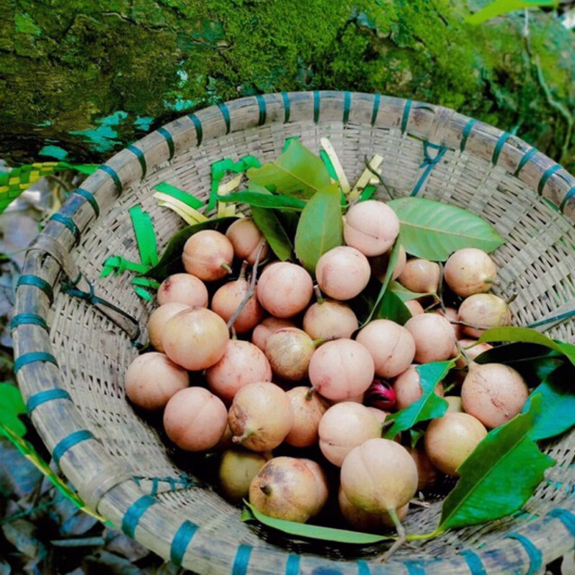 

BUAH PALA SEGAR BARU DI PETIK 1 KG