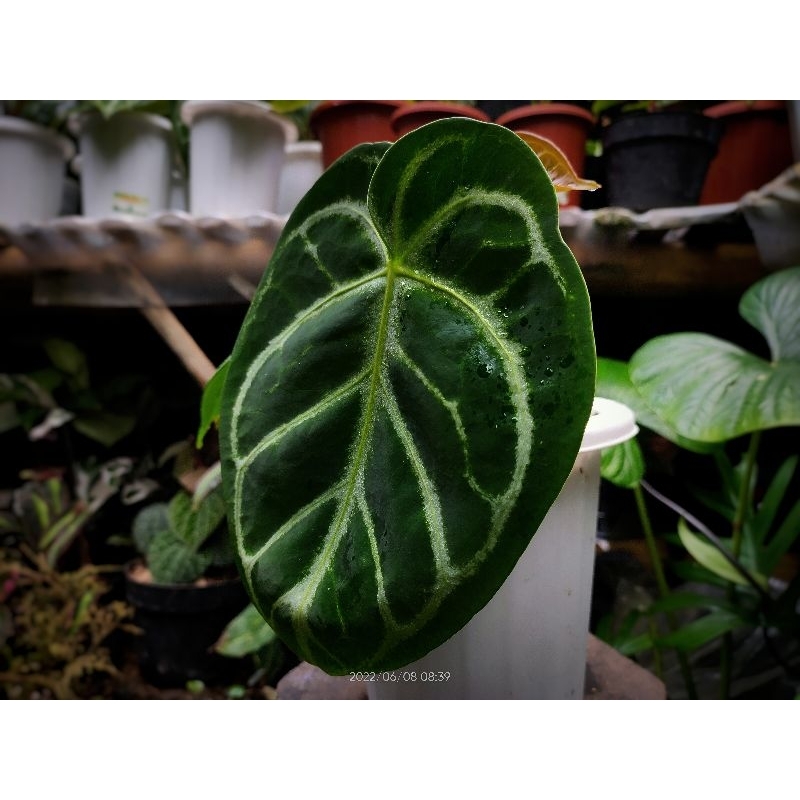 Anthurium Regale X Dorayaki - Regale Dorayaki Bibit  Seedling pilihan Terbaik