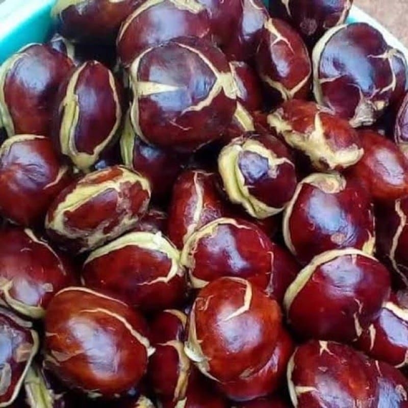 

jengkol tua 250 gram - KIRIM INSTAN
