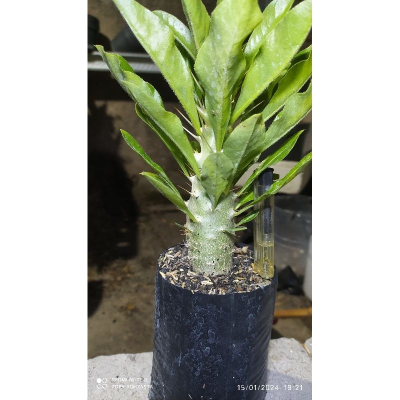 pachypodium saundersii