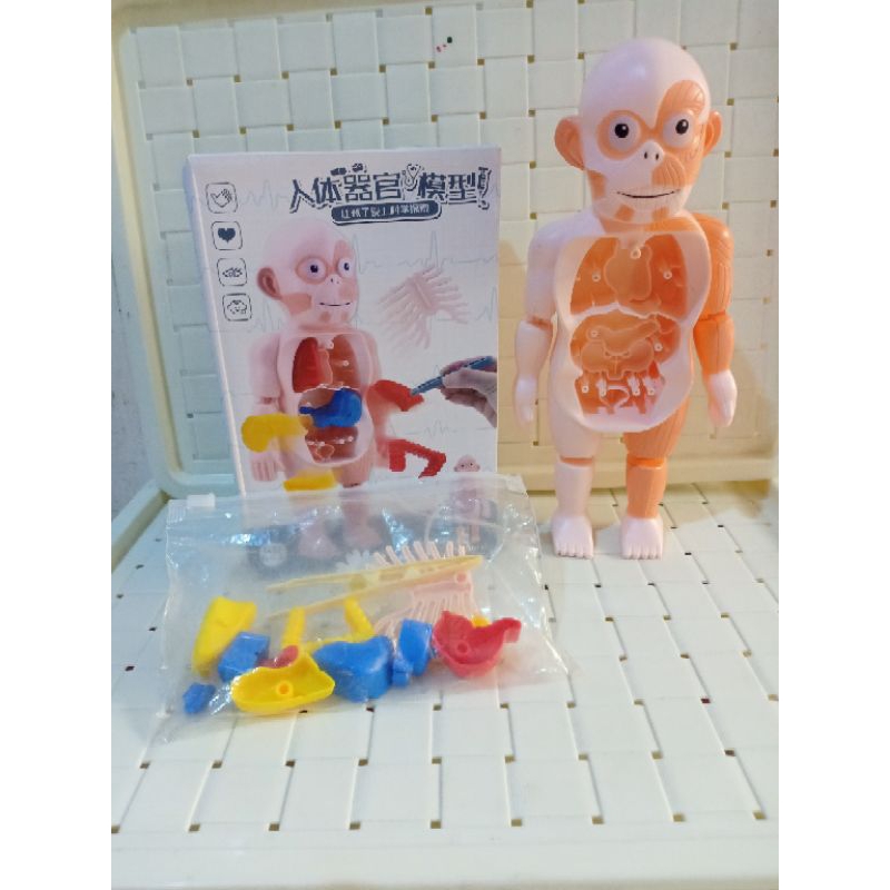 Preloved Mainan Anak Human Body