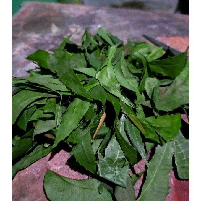 

Daun mimba / mimbo kering Hijau 1kg (Obat Alami / Herbal)