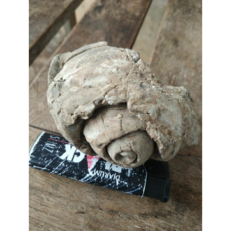 fosil keong besar