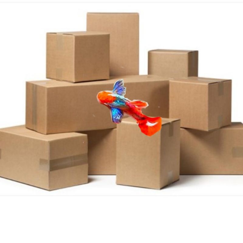 Box gambar PRTDE Koi