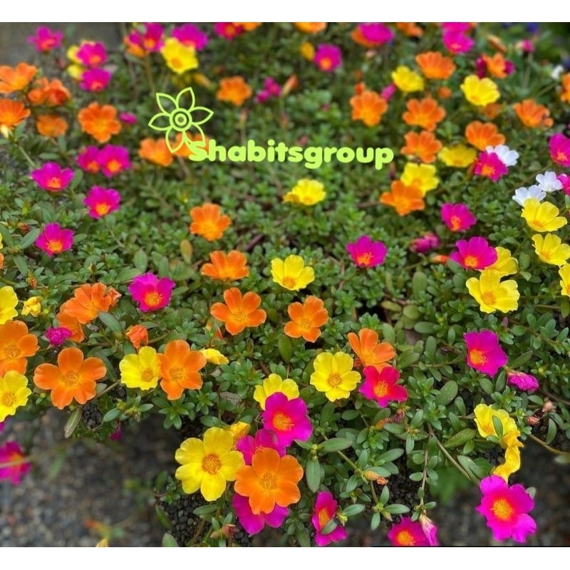 tanaman hias krokot gelang bunga warna warni tanaman bunga gantung krokot gelang