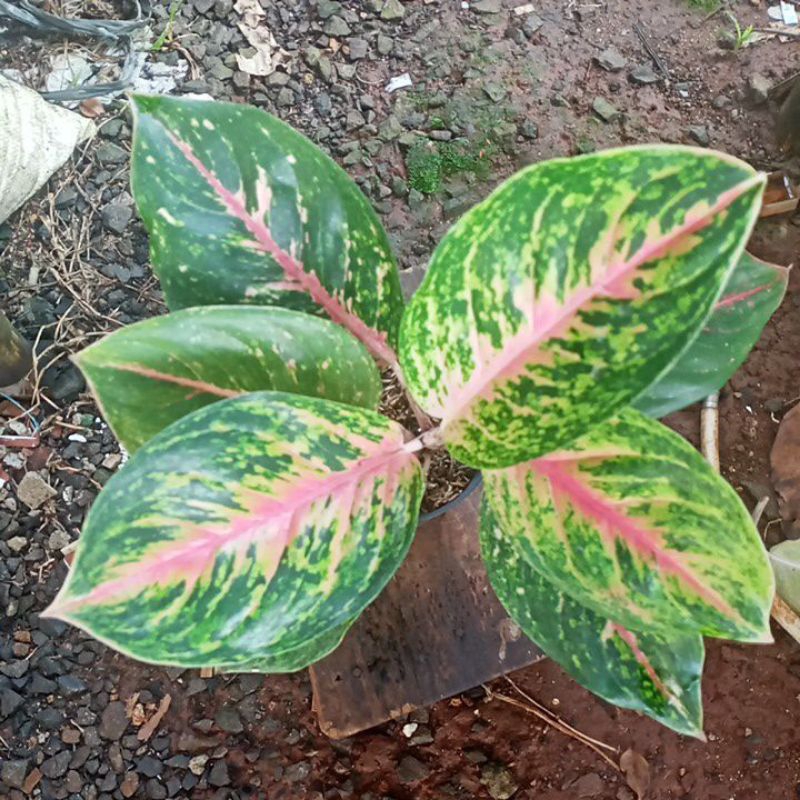 baby aglonema big papa