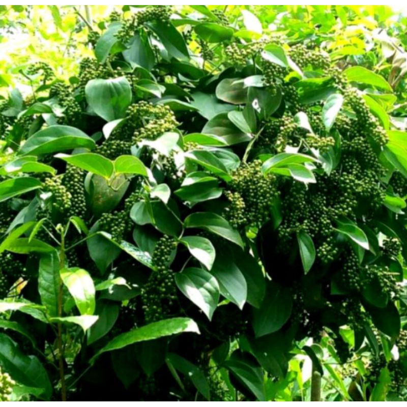 BIBIT KEMUKUS SUPER LBAT