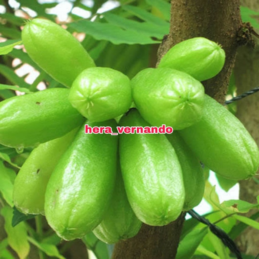 Bibit Belimbing wuluh siap berbuah super