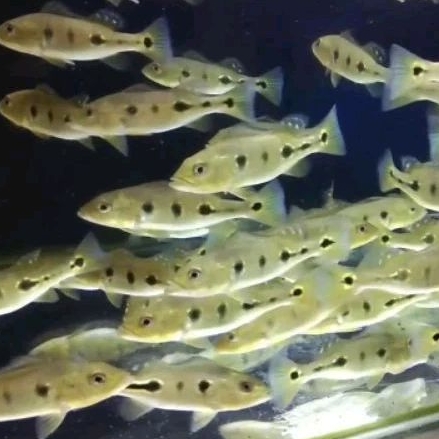 Pbass Kalbery size 10-12cm