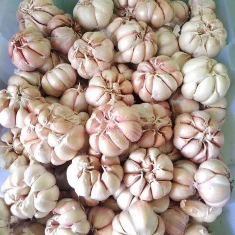 

BAWANG PUTIH SINCO 1/2KG LANGSUNG DARI PETANI