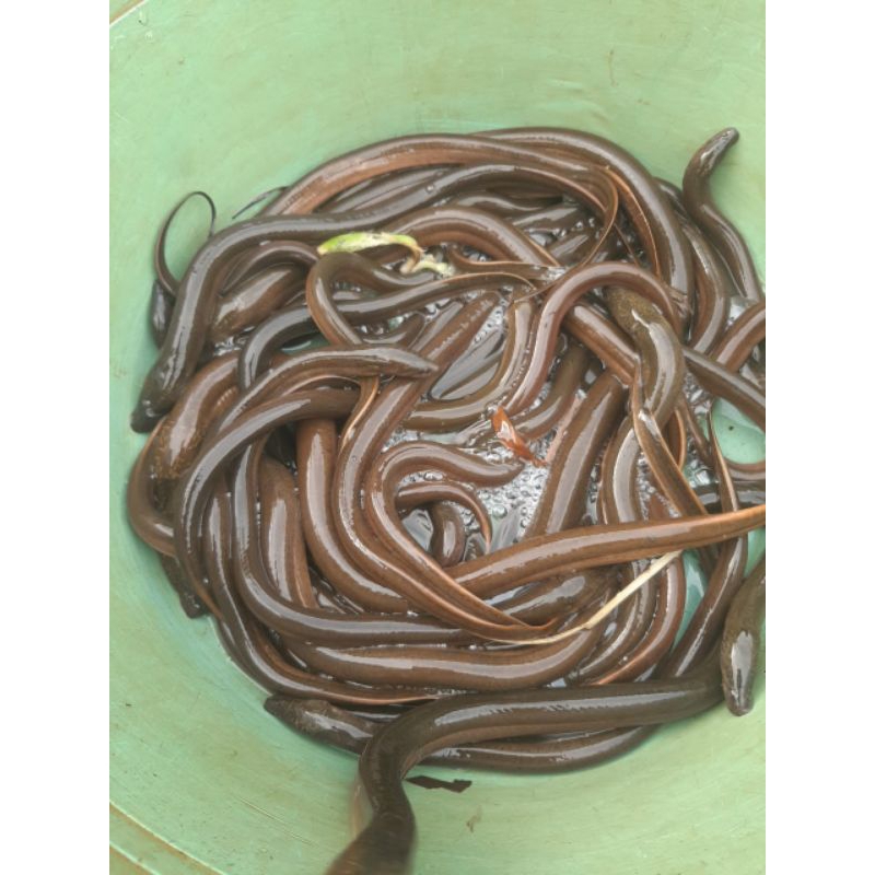 

Belut Fress / Masih hidup