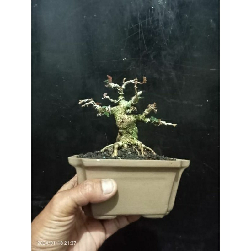 bonsai waru merah