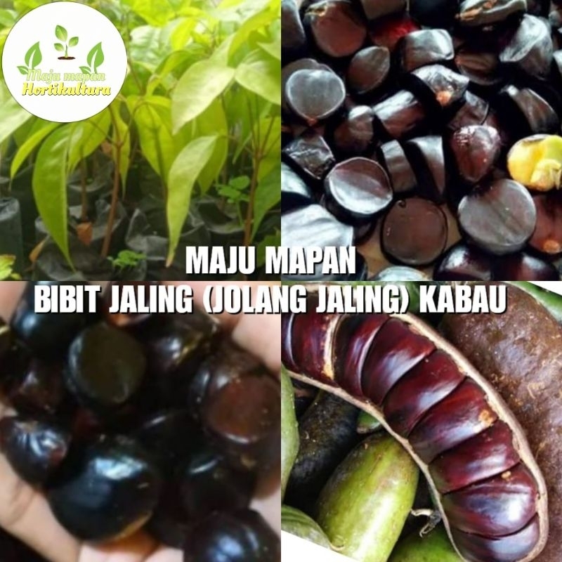 BIBIT JALING (JOLANG JALING/KABAU)
