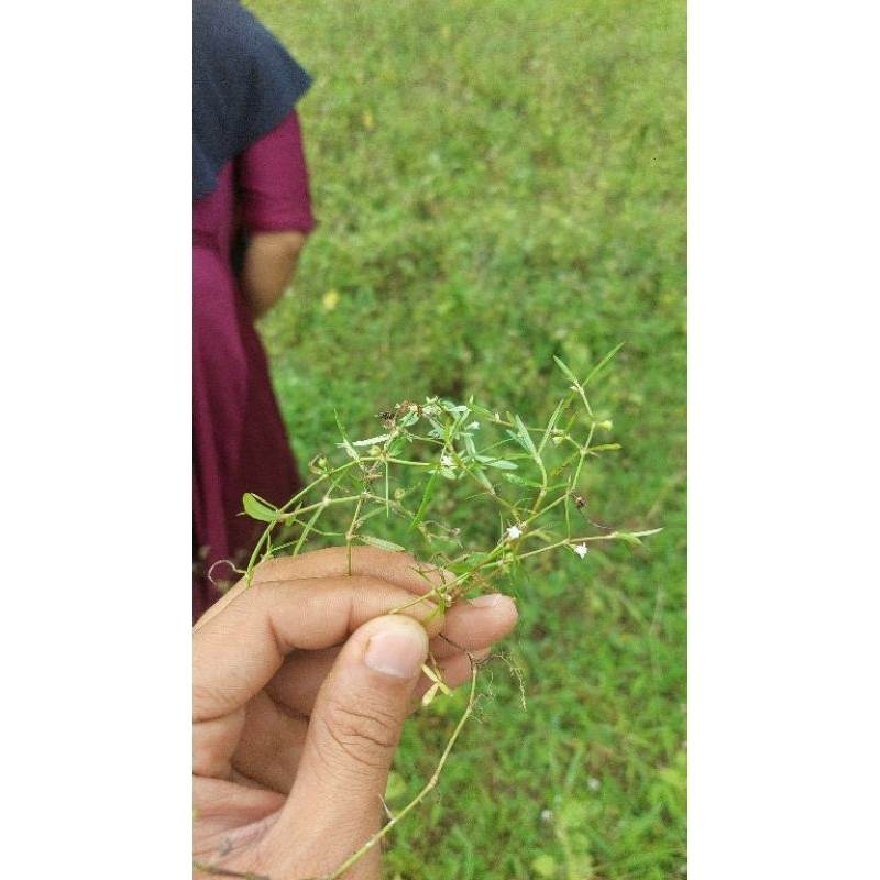 

Rumput mutiara segar 100g
