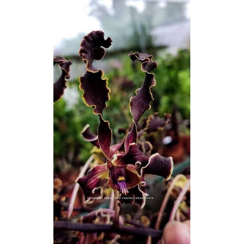 Dendrobium Yuwono Mega Karya